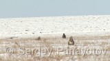 Video of Common Buzzard - Common Buzzard is hunting in the winter